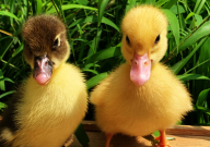 宠物鸭子怎么养(容易养活)