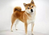 秋田犬聪明吗(智商高吗)