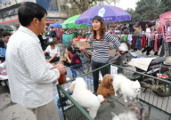 柳州市正规狗市场在哪(地址)