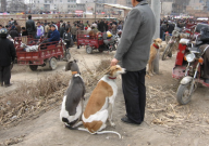常州狗市场在哪里（常州卖狗的地方）