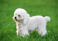 养贵宾犬的好处和坏处(有哪些)