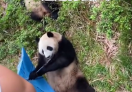 大熊猫捡到游客的伞还给撑开了（可爱）