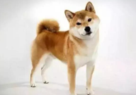 中国可以养秋田犬吗(允许养吗)