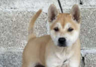 中华田园犬咬人吗(凶不凶)
