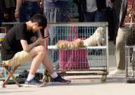 南昌宠物狗市场在哪里(地址)