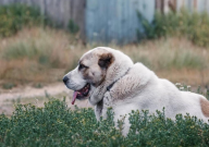 高加索犬可以家养吗(理由)
