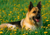 德国牧羊犬护主吗（护主性强吗）