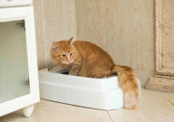 猫砂冲厕所堵了怎么办（支几招）