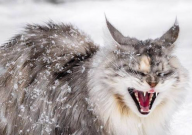 缅因猫护主吗（对主人忠诚吗）