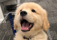 金毛寻回犬好养吗(优点和缺点)