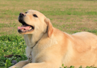 拉布拉多一窝能生几只（一般生几个）