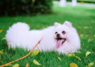 博美犬长得大吗（能长多大）