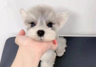 白色雪纳瑞多少钱一只（幼犬）