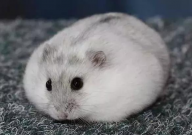 仓鼠能剪指甲吗(为什么)