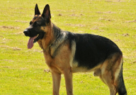 德国牧羊犬饲养方法(注意事项)