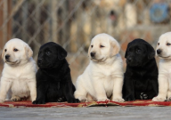 拉布拉多配种需要多少钱(注意事项)