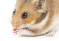 仓鼠要喝什么样的水(比较好)