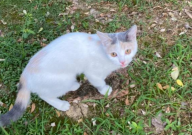 猫咪拉稀吃什么药(最有效)