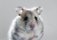 仓鼠可以吃活的面包虫吗(会死吗)