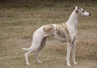 惠比特犬如何开口训练(教程)