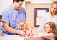 宠物保险怎么退保(流程)