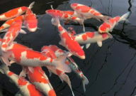 锦鲤鱼池一般多深(合适)