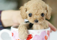 茶杯犬怎么出生的(怎么来的)