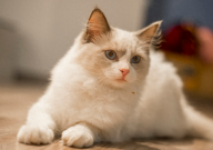 一个月的布偶猫怎么养（提示）