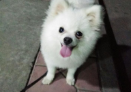 博美犬能吃苹果吗(为什么)