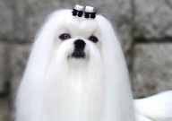 马尔济斯犬和约克夏区别(有什么)