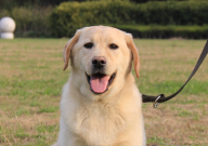 拉布拉多有什么优点和缺点（有哪些）