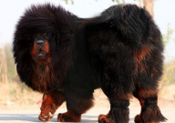 藏獒怀孕有什么症状(表现)