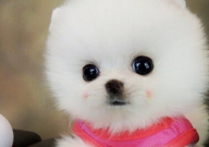 博美犬能吃骨头吗(怎么吃)