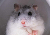 仓鼠会不会抑郁(抑郁症)