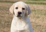 拉布拉多什么颜色最好（最值钱）