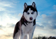 养哈士奇的十大好处(是什么)