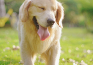 金毛好还是柴犬好(好养)