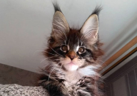 缅因猫为什么贵（价格为什么差距大）