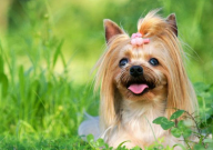 为什么约克夏那么贵(为啥贵)