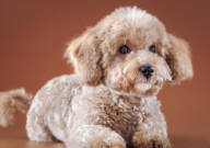 泰迪几个月吃成犬狗粮（能换）