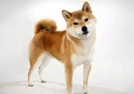 秋田犬性格温顺吗(性格如何)