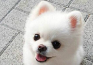 铁包金博美犬稀有吗(值钱吗)