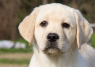拉布拉多吃米饭行吗（可以穷养吗）