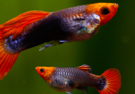 孔雀鱼喂丰年虾卵好吗(怎么喂)