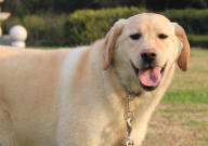 拉布拉多的缺点有哪些（分析）