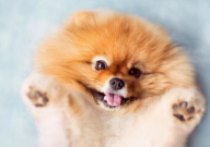 博美犬耐寒吗(多少度)