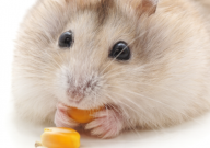 仓鼠能吃草莓干吗(有毒吗)