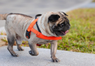 巴哥犬价格多少钱一只（幼犬）