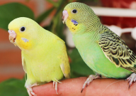 虎皮鹦鹉鸟笼怎么布置(摆设)