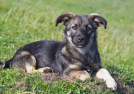 中华田园犬有小型的吗（小型犬）